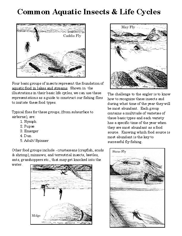Aquatic Insect Life Cycles
